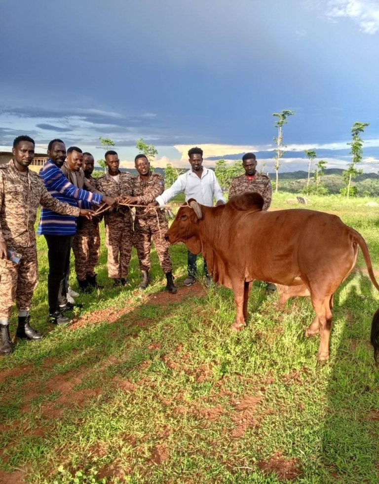 ሰንጋ በሬ